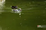 باغ وحش ارم سبز 