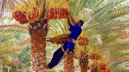 پیش&zwnj;بینی برداشت ۱۹۰ هزار تن محصول از نخیلات بوشهر