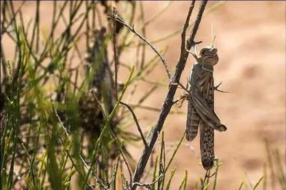 "زبرا" مشکل خاصی برای کشاورزان دزفول ایجاد نکرد