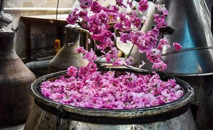 جشنواره گلاب&zwnj;گیری در البرز با ۴۰ غرفه بومی و اجرای موسیقی اقوام آغاز به کار کرد