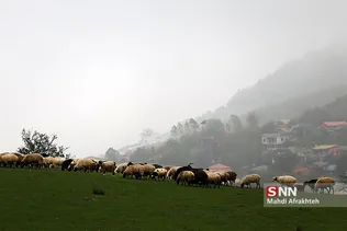فیلبند