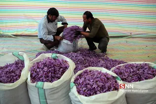 برداشت زعفران در شهرستانهای تربت حیدریه و زاوه