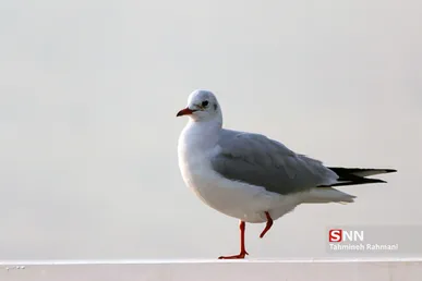 پرندگان مهاجر در دریاچه شهدای خلیج فارس