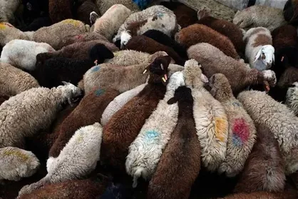 ایمن&zwnj;سازی دام سبک در مقابل تب برفکی در اولویت قرار گرفت