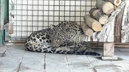 سرقت دوربین&zwnj;های مداربسته اطراف قفس یوزپلنگ آسیایی