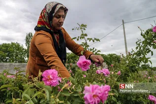گل محمدی