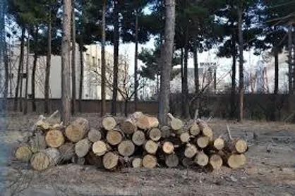 ردپای قاچاقچیان چوب در جنگل های ایران