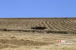 برداشت گندم