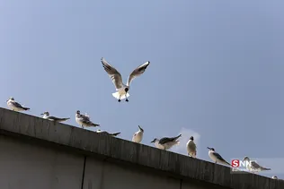 پرندگان مهاجر