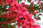 صدای پای بهار