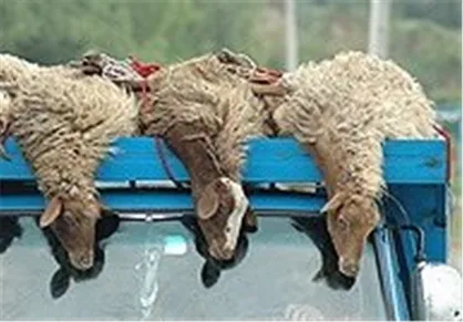 تهرانی&zwnj;ها سالانه یک میلیون دام قربانی می&zwnj;کنند