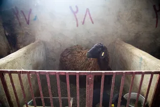 توسعه دام سبک و ارتقای کیفیت گوشت