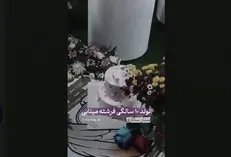جشن تولد ۱۰ سالگی بدون حضور فرشته مینابی / دانش آموز مدرسه شجره طیبه میناب شمع ها را فوت نکرد +فیلم