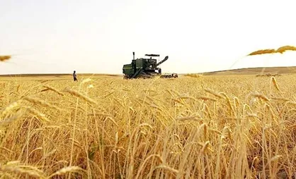 خرید تضمینی گندم در کشور آغاز شد/ قیمت خرید تضمینی ۴ هزار تومان
