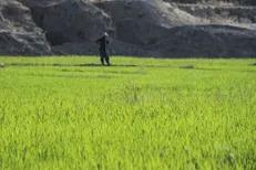 شایق: کشت برنج برای خوزستانی‌ها جذابیت دارد/ الگوی کشت وزارت جهاد قابل اجرا نیست