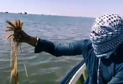 فیلم/ گندم&zwnj;زار زیر دریا در روستای سبهانیه، سوسنگرد
