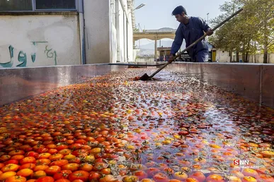 تولید رب گوجه فرنگی با صنایع تبدیلی