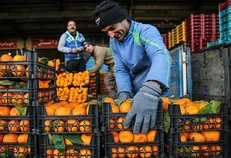 بلاتکلیفی قیمت سیب دولتی در گلستان/ میوه گران‌تر از نرخ بازار عرضه می شود؟