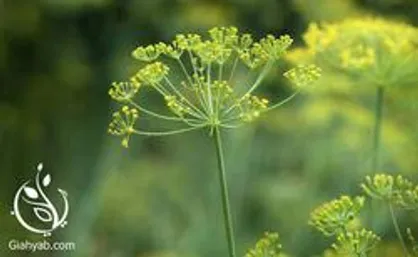 خواص رازیانه در طب سنتی