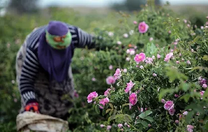 برداشت گل محمدی از مزرعه تحقیقاتی دانشگاه آزاد بافت آغاز شد