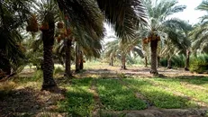 طلای سیاه سیستان و بلوچستان به کام پاکستان