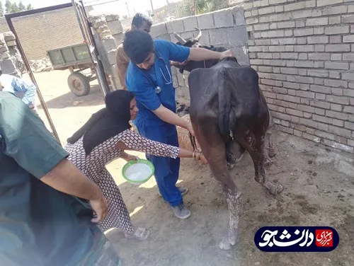 فعالیت جهادگران بسیج دانشجویی دانشگاه آزاد شوشتر در مناطق سیل زده شعیبیه
