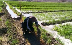 رونمایی از «الگوی کِشت» پس از ده‌ها سال معطلی