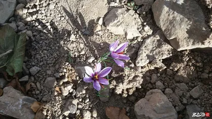 طلای سرخی که به همت دانشجویان جهادگر یزد به بار نشست/ گروه جهادی فاطمه&zwnj;الزهرا(س)؛ کارآفرین موفق یزد