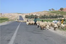 سمنان پای کار عشایر میهمان؛ از آبرسانی تا نگهداری راه‌های عشایری