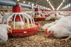 مرغ را سنگین نکنید/ قیمت جوجه یک‌روزه بیش از ۸۰ هزار تومان ممنوع!