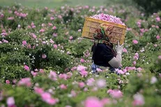 آغاز برداشت گل محمدی از گلستان‌های آذربایجان غربی
