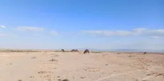 مرگ تالاب الله‌آباد قزوین را تهدید می‌کند؛ چاره‌اندیشی شود