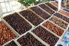 آوازه خرمای ایرانی در حال فراموشی است