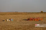برداشت گندم