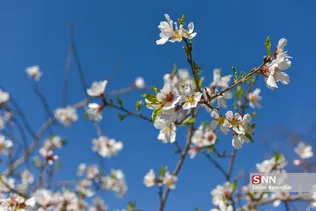 شکوفه های بهاری منطقه مهارلو استان فارس