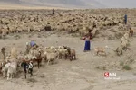 واکسن ذام