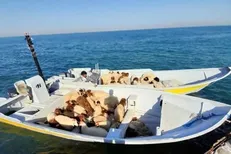 دو فروند قایق حامل قاچاق دام زنده در آب‌های قشم توقیف شد