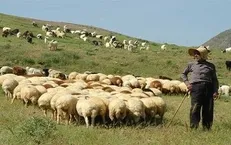 ۹۰ درصد دامداری‌های آذربایجان غربی به‌صورت سنتی فعالیت می‌کنند