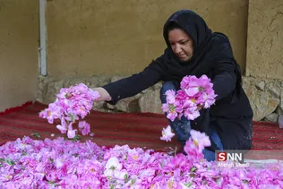 گل محمدی