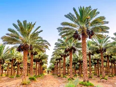 خرید تضمینی خرما به طور کلی از سیاست دولت خارج شده است