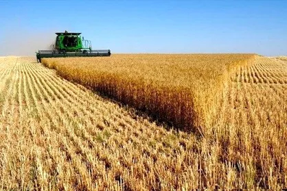 واریز ۹۲۷۱ میلیارد تومان به حساب گندمکاران