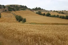 افزایش سطح زیر کشت قراردادی استان اردبیل به ۷۵ هکتار