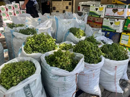 بازار داغ آبغوره&zwnj;گیری در شهر&zwnj;های قزوین/ تاثیر تاکستان در جذب گردشگران کشاورزی + فیلم