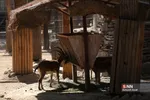 باغ وحش ارم سبز 